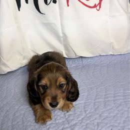 Mrkos - Red male Dachshund puppy in Homosassa, Florida from SAN’S Dachshunds