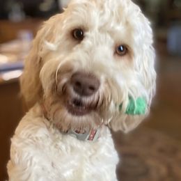Kimber - Labradoodle