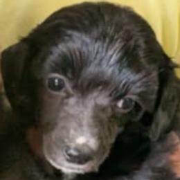 DaoDog Suomi Scandi - Black male Chinese Crested puppy in Highland Park, Michigan from Family Kennel Dao Dog