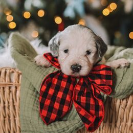 Pink Girl - Grey and white female Bernedoodle puppy in Mckinney, Texas from Doodles of North Tx