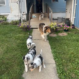 Collie Puppies from Stacey's Collies