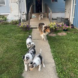 Collie Puppies from Stacey's Collies