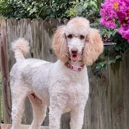 Lila - Poodle