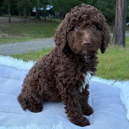 Rowan - Brown and white male Aussiedoodle puppy in Clarkston, Washington from Doodle & Poodle Palace