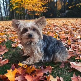 Suzie - Black and gold female Yorkshire Terrier puppy in Mountain Grove, Missouri from Precious Puppies