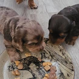 Dachshund Puppies from Smiling Dog Dachshunds