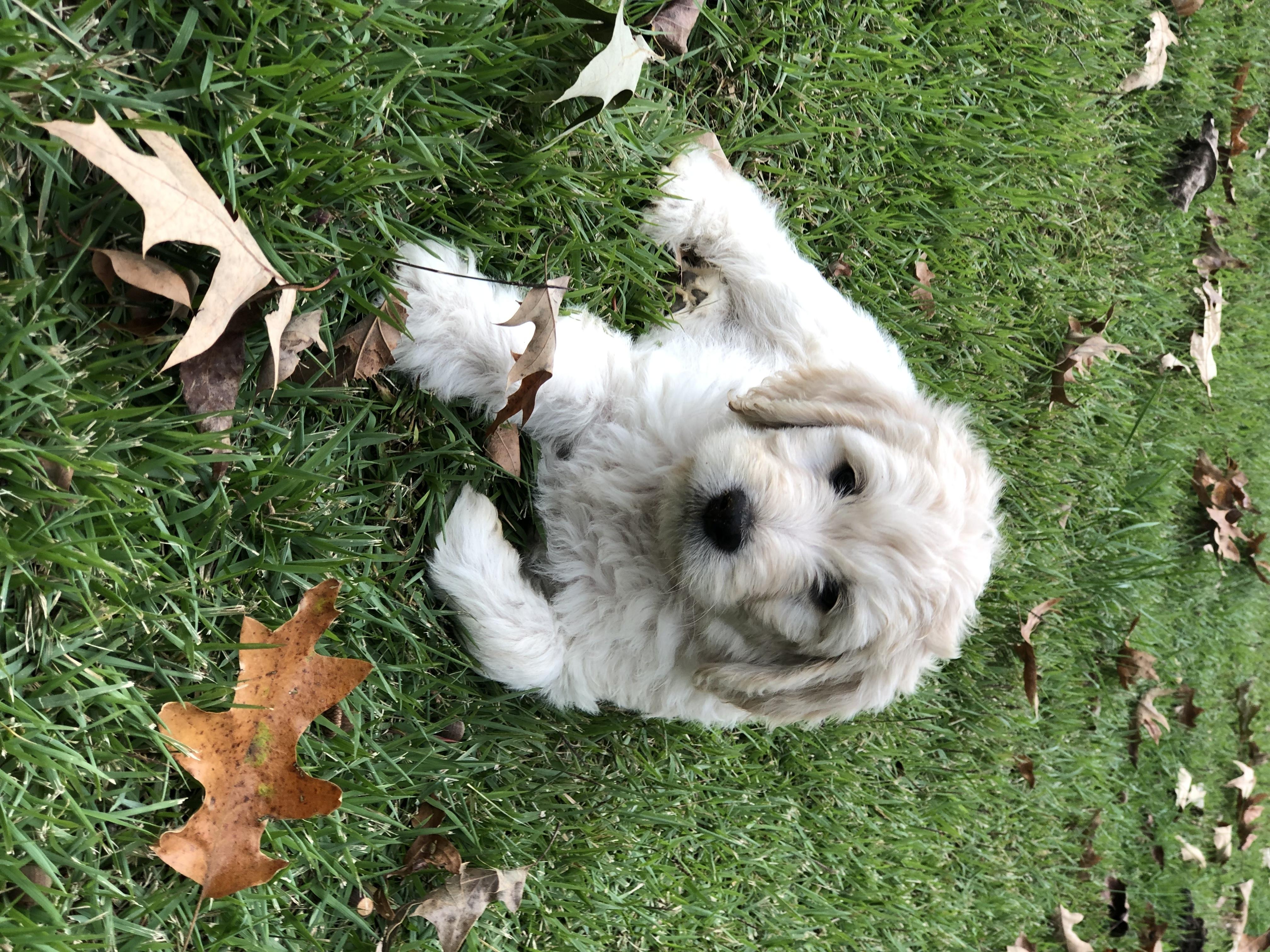Aussiedoodles and Goldendoodles from Flint Creek Doodles