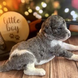Ralphie Merle Parti male 1 - Merle male Labradoodle puppy in Kingston, Georgia from CC Familydoodles