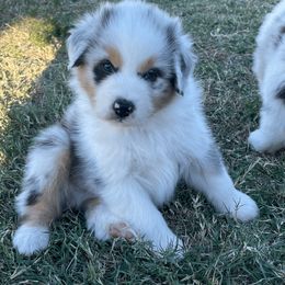 Australian Shepherd Puppies from South Ridge Aussies