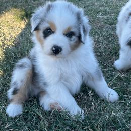 Australian Shepherd Puppies from South Ridge Aussies