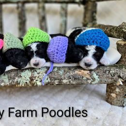 Poodles from Firefly Farm Poodles