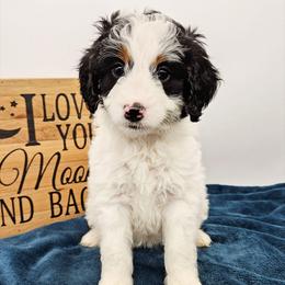 Arwen - Black and white female Bernedoodle puppy in Granton, Wisconsin from Rose River Farms