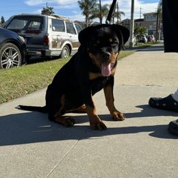 Rottweiler Puppies from Von Der Hing Rottweilers