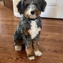 Gemma - Bernedoodle