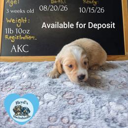 Hercules - Cream male Dachshund puppy in Hoquiam, Washington from Heyd's Mini Dachshunds