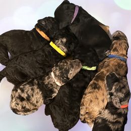 Aussiedoodle puppies from Pawsitively Doodles