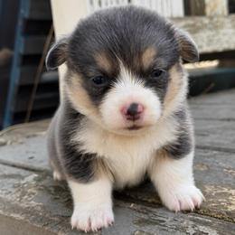 Waffles (gold) - Blue male Pembroke Welsh Corgi puppy in East Oakdale, California from Rhettro Kennels