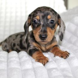 Kai - Dapple male Dachshund puppy in Fairfax, Iowa from Grayson’s Lovable Dachshunds