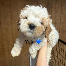 Yeti - White male Cavapoo puppy in Greensburg, Kentucky from Doodle Me Crazy
