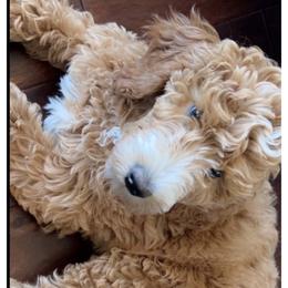 Goldendoodle All Grown Up from Dawnie’s Doodles