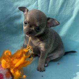 Fawn boy - Fawn male Chihuahua puppy in Summerfield, Florida from Uey’s Chihuahuas