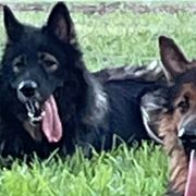 Working Dog Crosses from Lone Star King Shepherds