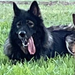 Working Dog Crosses from Lone Star King Shepherds