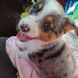 American Corgis and Pembroke Welsh Corgis from Country Corners Corgis