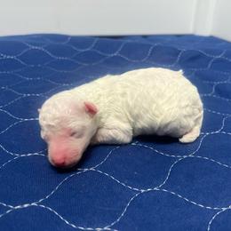 Winter - White female Poodle puppy in Quitman, Mississippi from P&D Palace