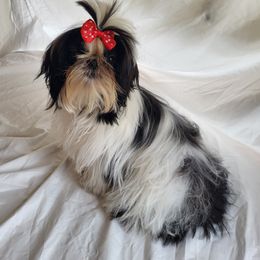 Fancy - Shih Tzu