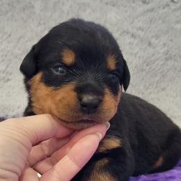 Girl 3 - Black and mahogany female Rottweiler puppy in Blanchard, Oklahoma from Mystique Kennel