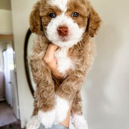 Cockapoo Puppies from Cockapoo puppies and co.