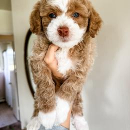 Cockapoo Puppies from Cockapoo puppies and co.
