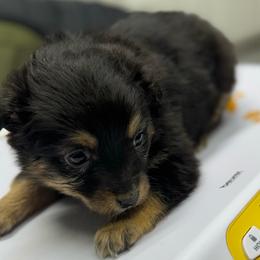 Bow - Black tri female Toy Australian Shepherd puppy in Morganfield, Kentucky from 4T Toy and Mini Australian Shepherds