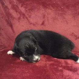 German Shepherd and Miniature Australian Shepherd Puppies from Central Florida Shepherds