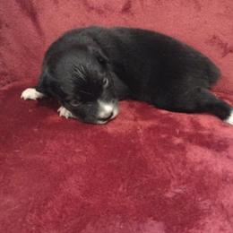 German Shepherd and Miniature Australian Shepherd Puppies from Central Florida Shepherds