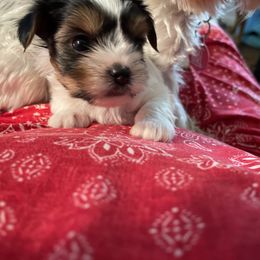 Biewer Terrier and Yorkshire Terrier Puppies from Heritage Yorkie and Biewers Kennel
