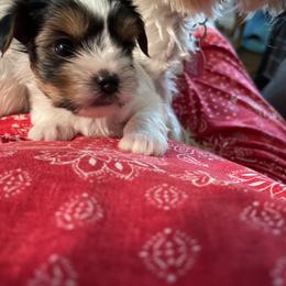 Biewer Terrier and Yorkshire Terrier Puppies from Heritage Yorkie and Biewers Kennel
