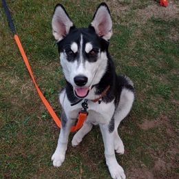 DJ - Black and white male Companion Cross puppy in Wallingford, Connecticut from High Mountain Crosses