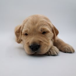 Golden Retriever Puppies from Wild Hearts Goldens