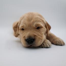 Golden Retriever Puppies from Wild Hearts Goldens