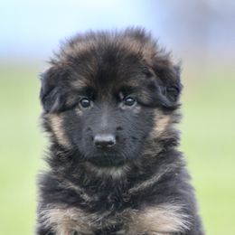 Girl 2 - German Shepherd puppy in Lincoln, California from Bären des Waldes
