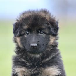 Girl 2 - German Shepherd puppy in Lincoln, California from Bären des Waldes