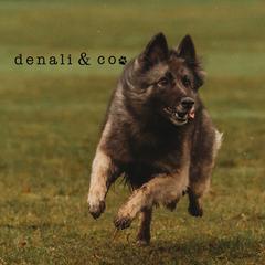 Belgian Tervuren from Westwood Tervuren