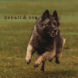 Belgian Tervuren from Westwood Tervuren