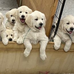 Golden Retriever Puppies from Autumnwood Golden Retrievers
