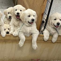 Golden Retriever Puppies from Autumnwood Golden Retrievers