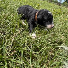 Kidney bean - Orange - Black and white male Aussiedoodle puppy in Eolia, Missouri from Barefoot Kennel