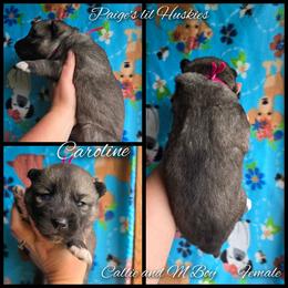 Caroline - Agouti and white female Siberian Husky puppy in Bloomfield, Indiana from Paiges lil huskies