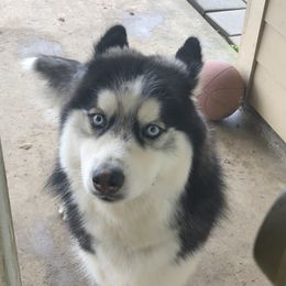 Ivar - Siberian Husky